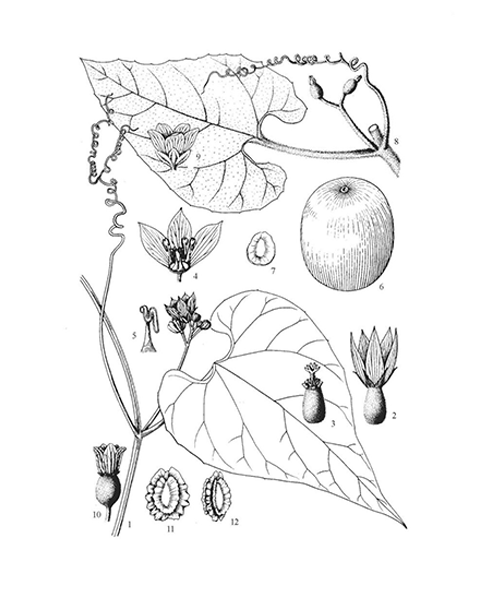 Natural compounds from  Siraitia grosvenorii